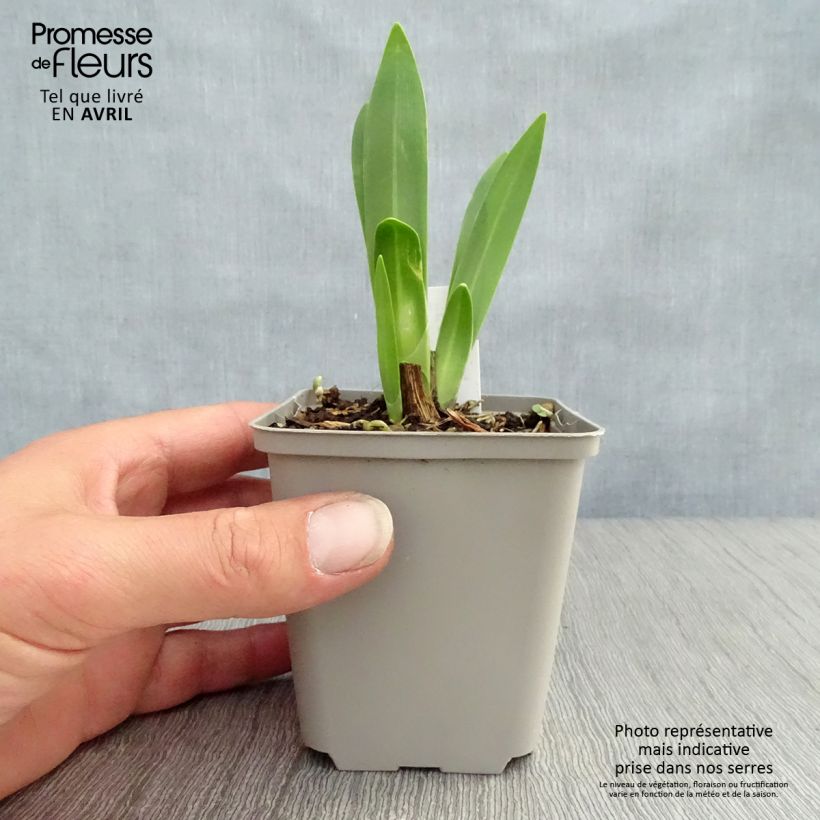 Exemplaar van Agapanthus Black Magic - Afrikaanse lelie Kweekpotje van 8/9 cm zoals geleverd in de lente