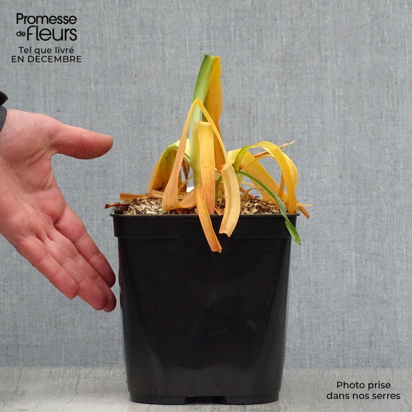 Example of Agapanthus Black Magic - Afrikaanse lelie Pot van 2 l/3 l as you get in hiver