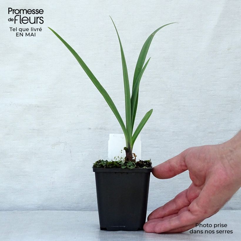 Exemplaar van Agapanthus Black Pantha - Afrikaanse lelie Kweekpotje van 8/9 cm zoals geleverd in de lente