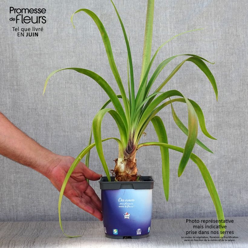 Exemplaar van Agapanthus Black Pantha - Afrikaanse lelie Pot van 2 l/3 l zoals geleverd in de zomer