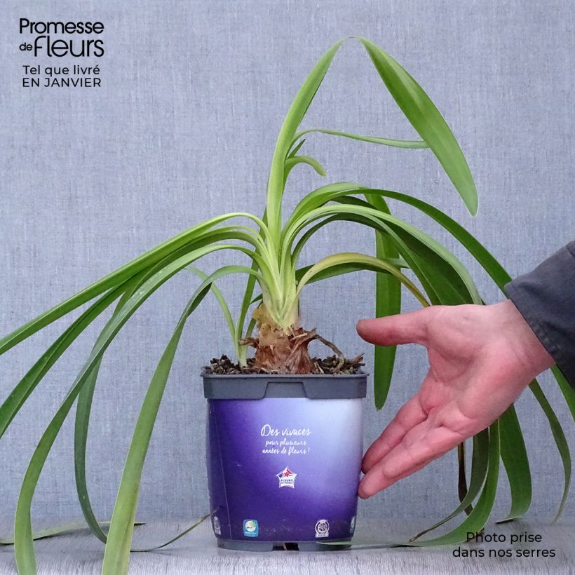 Example of Agapanthe Black Pantha Pot van 2 l/3 l as you get in hiver