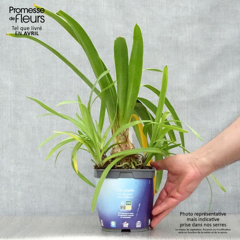 Exemplaar van Agapanthus Black Pantha - Afrikaanse lelie Pot van 2 l/3 l zoals geleverd in de lente