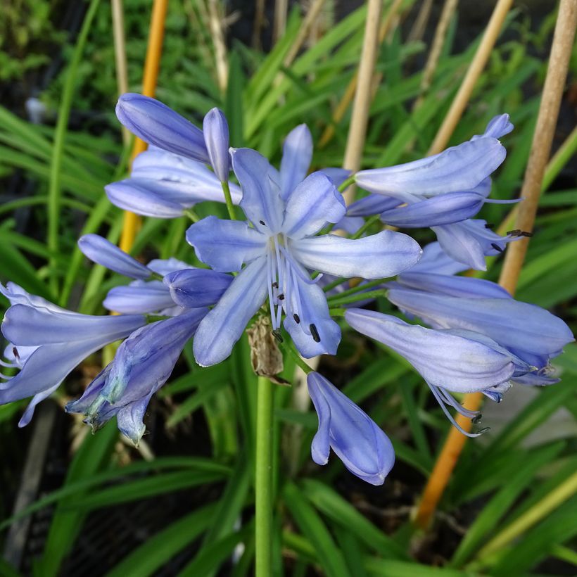 Agapanthus Blue Heaven - Afrikaanse lelie (Flowering)