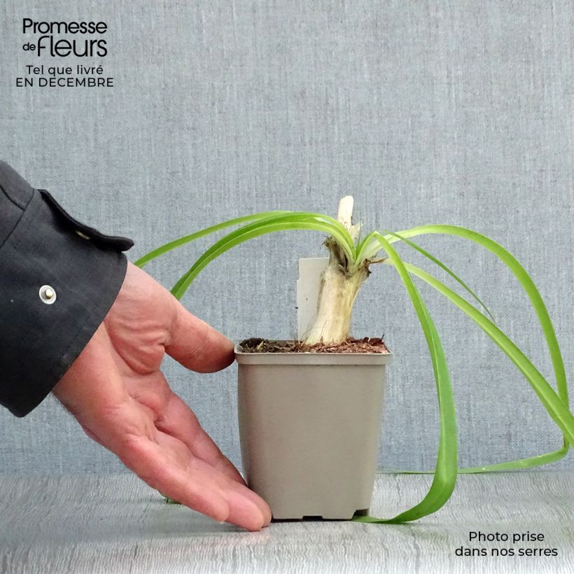 Example of Agapanthe Blue Heaven Kweekpotje van 8/9 cm as you get in hiver