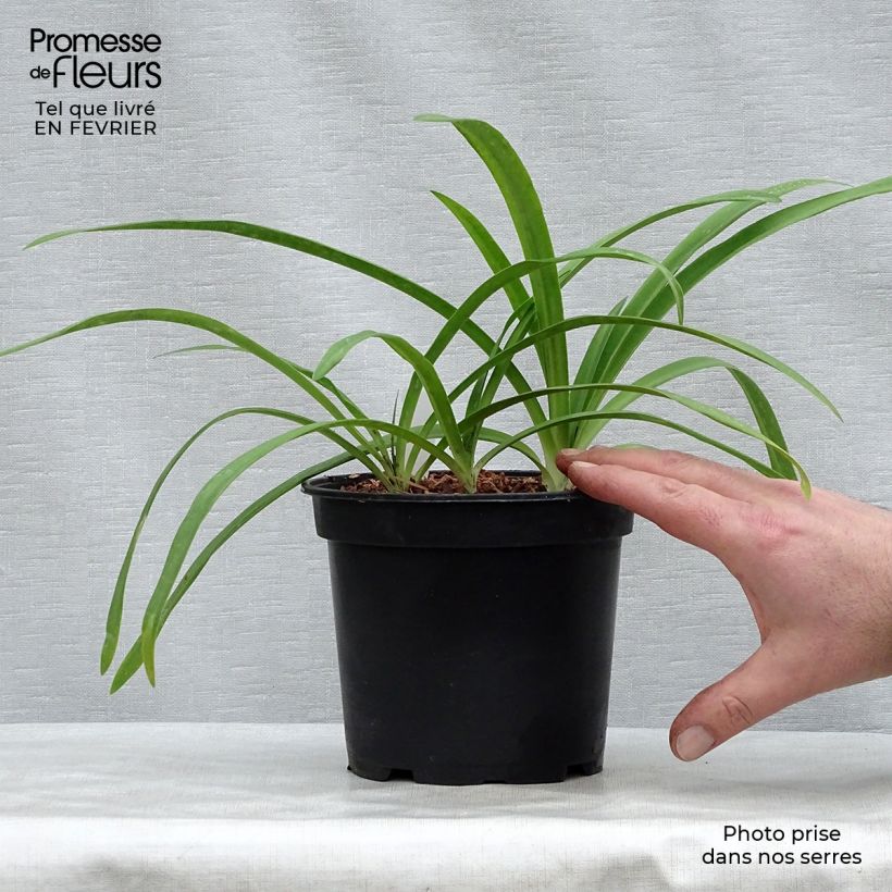 Example of Agapanthe Blue Heaven Pot van 2 l/3 l as you get in hiver