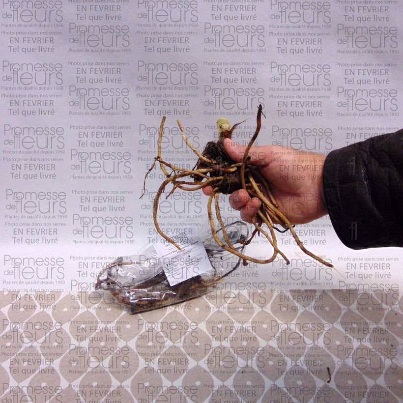 Example of Agapanthe Blue Triumphator Stronk, 1–2 ogen as you get