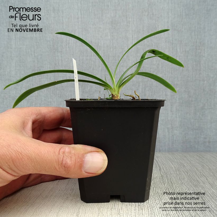 Exemplaar van Agapanthus Blue Triumphator - Afrikaanse lelie Kweekpotje van 8/9 cm zoals geleverd in de herfst