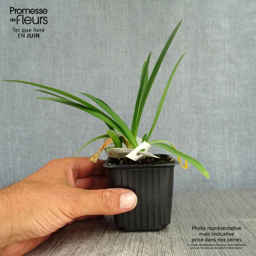 Exemplaar van Agapanthus Blue Triumphator - Afrikaanse lelie Kweekpotje van 8/9 cm zoals geleverd in de zomer