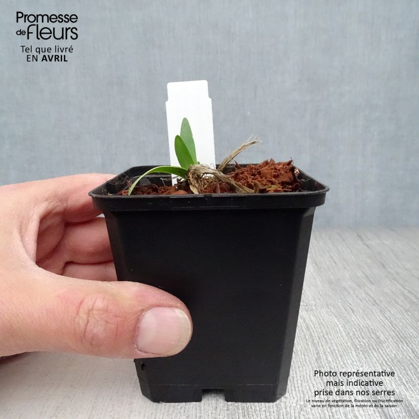 Exemplaar van Agapanthus Blue Triumphator - Afrikaanse lelie Kweekpotje van 8/9 cm zoals geleverd in de lente