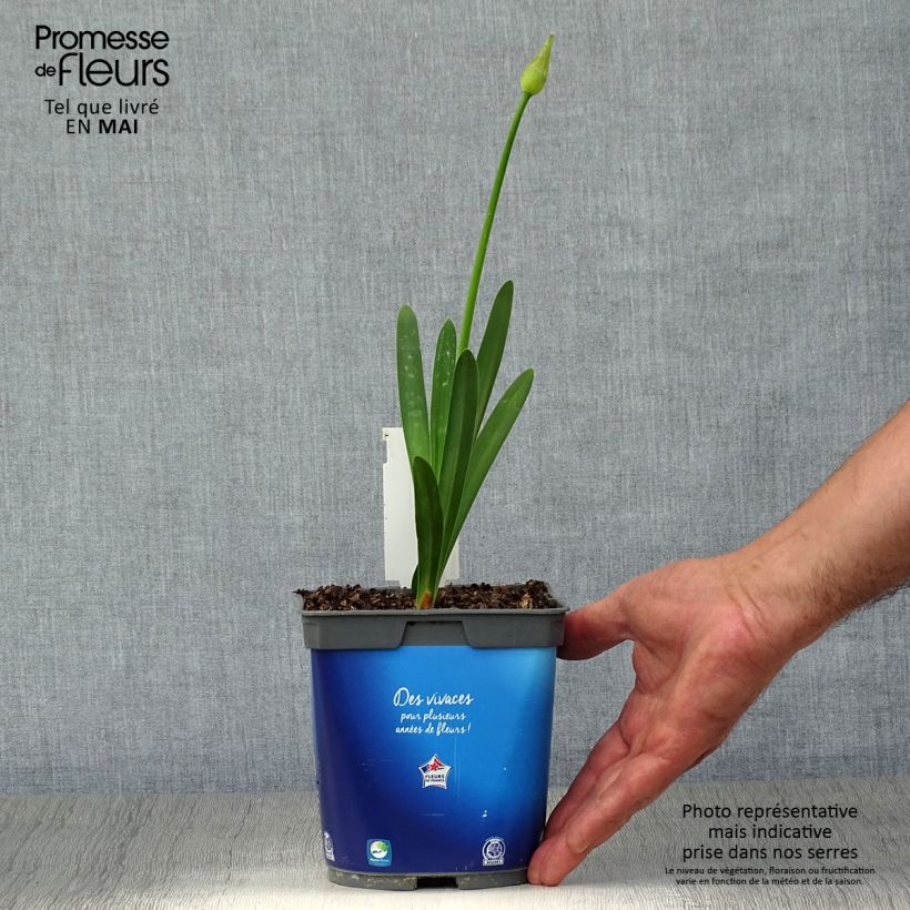 Exemplaar van Agapanthus Blue Triumphator - Afrikaanse lelie Pot van 2 l/3 l zoals geleverd in de lente