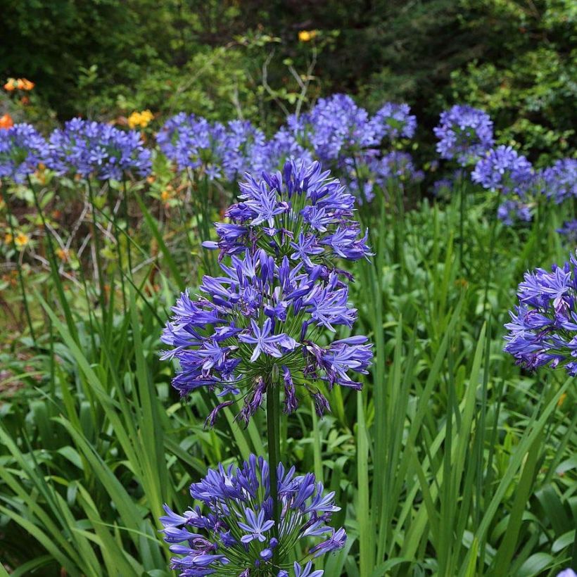 Agapanthus Bluestorm - Afrikaanse lelie (Bloei)