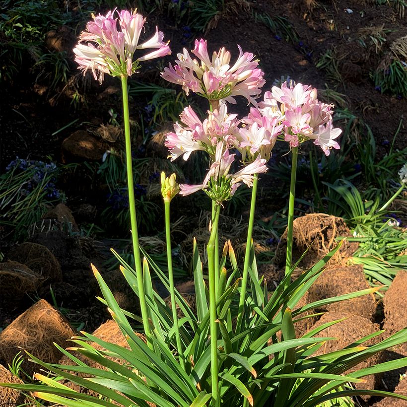 Agapanthus Blush Pink - Afrikaanse lelie (Groeiplaats)