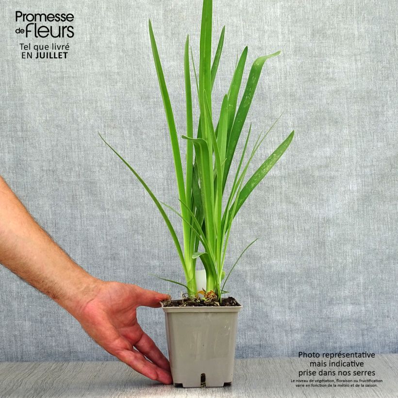 Exemplaar van Agapanthus Celebration - Afrikaanse lelie Pot van 1 l/1,5 l zoals geleverd in de zomer