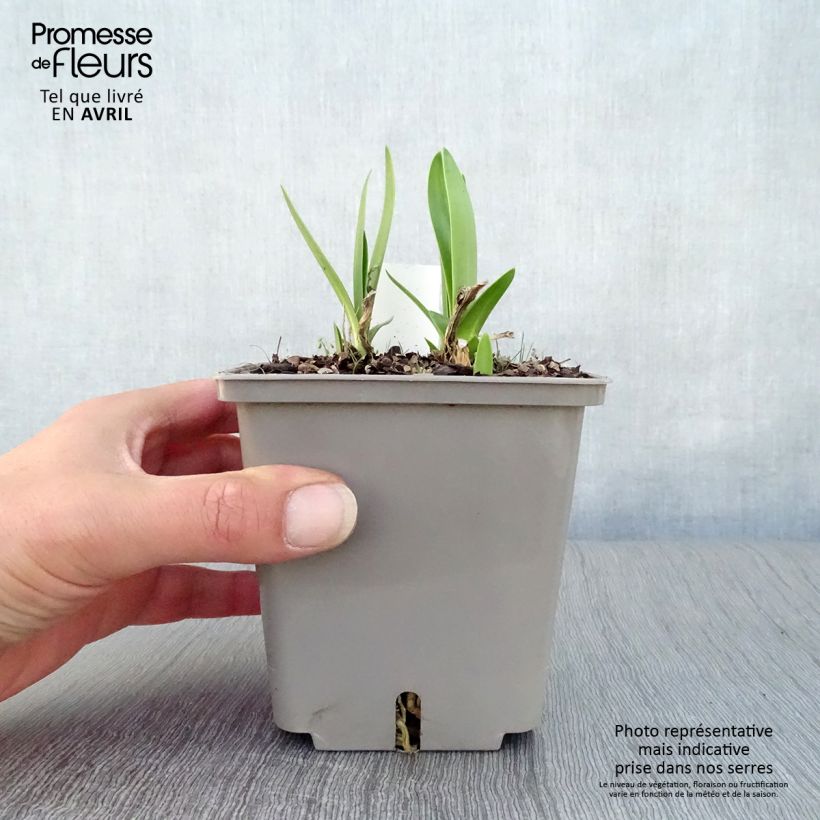 Exemplaar van Agapanthus Celebration - Afrikaanse lelie Pot van 1 l/1,5 l zoals geleverd in de lente