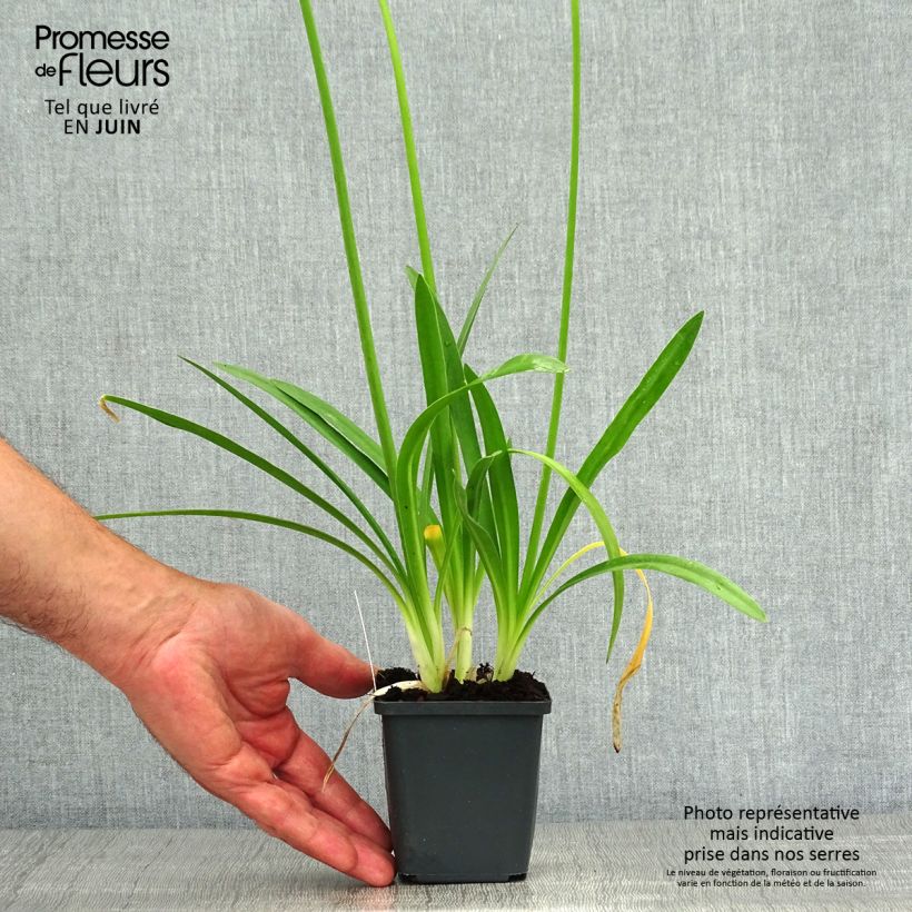 Exemplaar van Agapanthus Charlotte - Afrikaanse lelie Kweekpotje van 8/9 cm zoals geleverd in de zomer