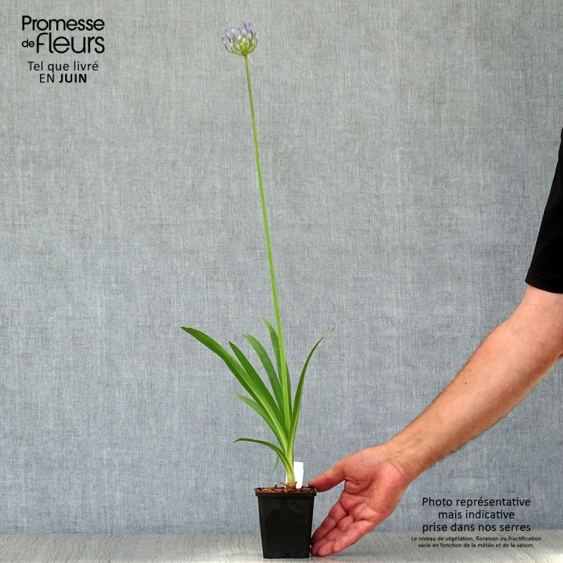 Exemplaar van Agapanthus Docteur Brouwer - Afrikaanse lelie Kweekpotje van 8/9 cm zoals geleverd in de zomer