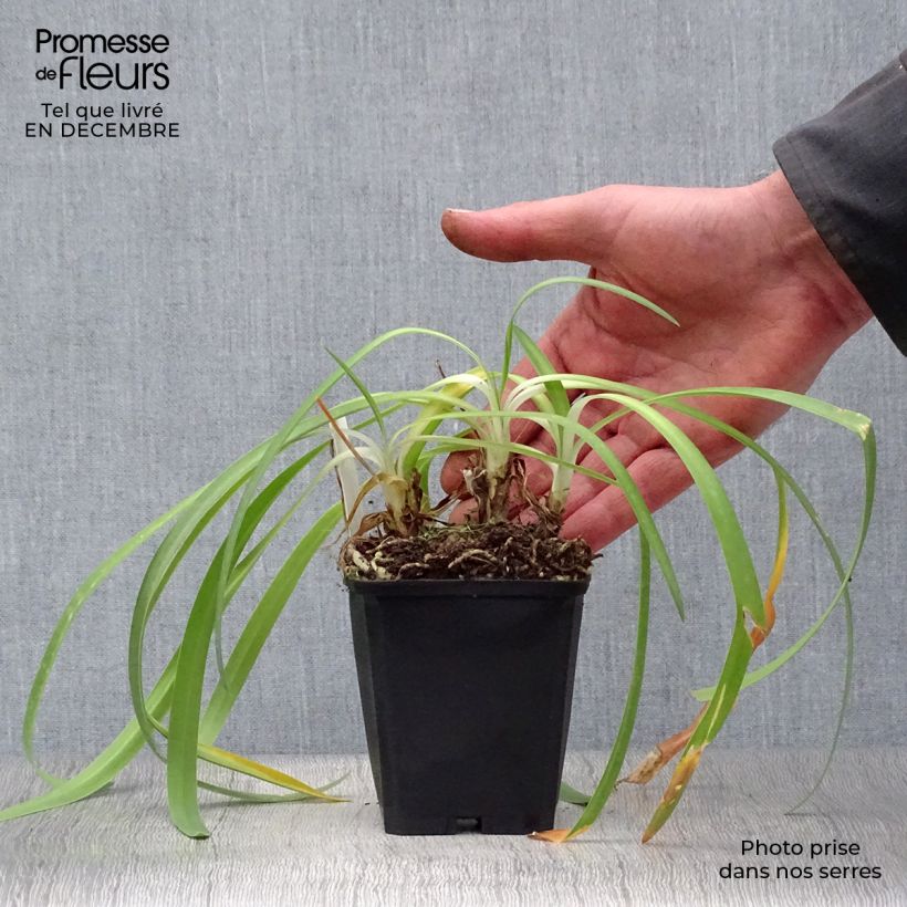 Example of Agapanthe Docteur Brouwer Kweekpotje van 8/9 cm as you get in hiver