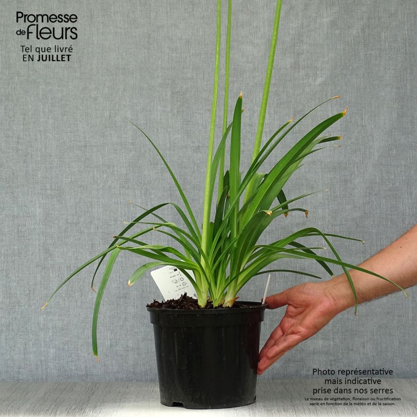Exemplaar van Agapanthus Docteur Brouwer - Afrikaanse lelie Pot van 4 l/5 l zoals geleverd in de zomer