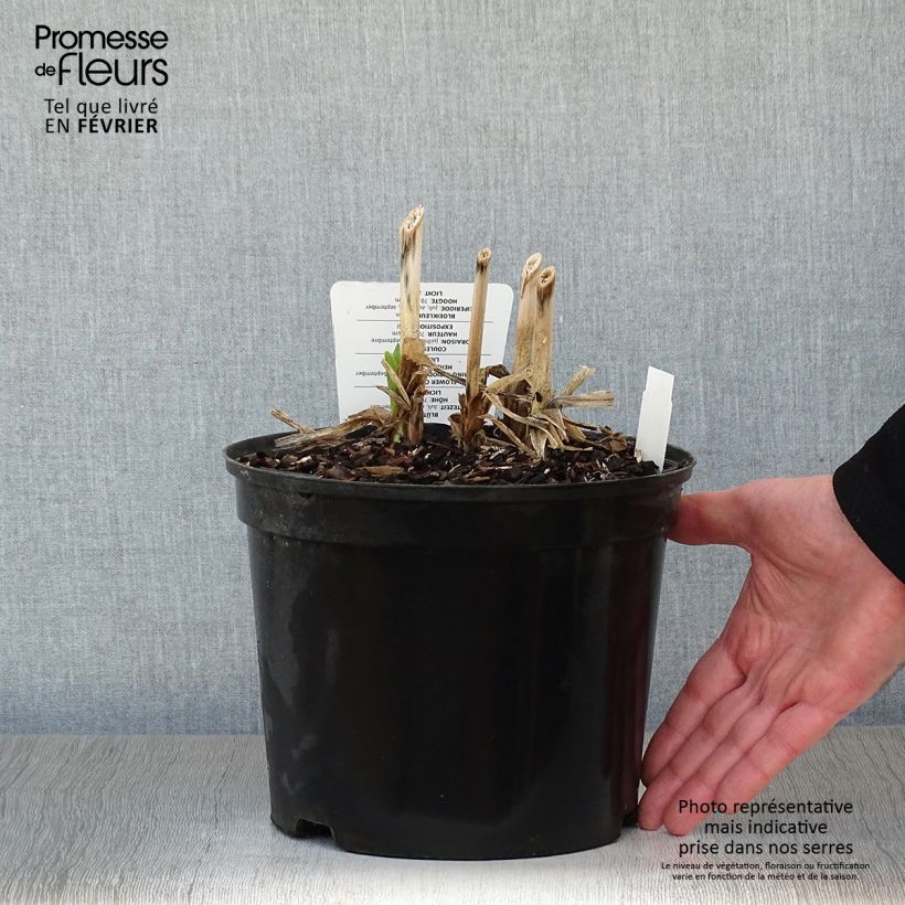 Example of Agapanthe Docteur Brouwer Pot van 4 l/5 l as you get in hiver