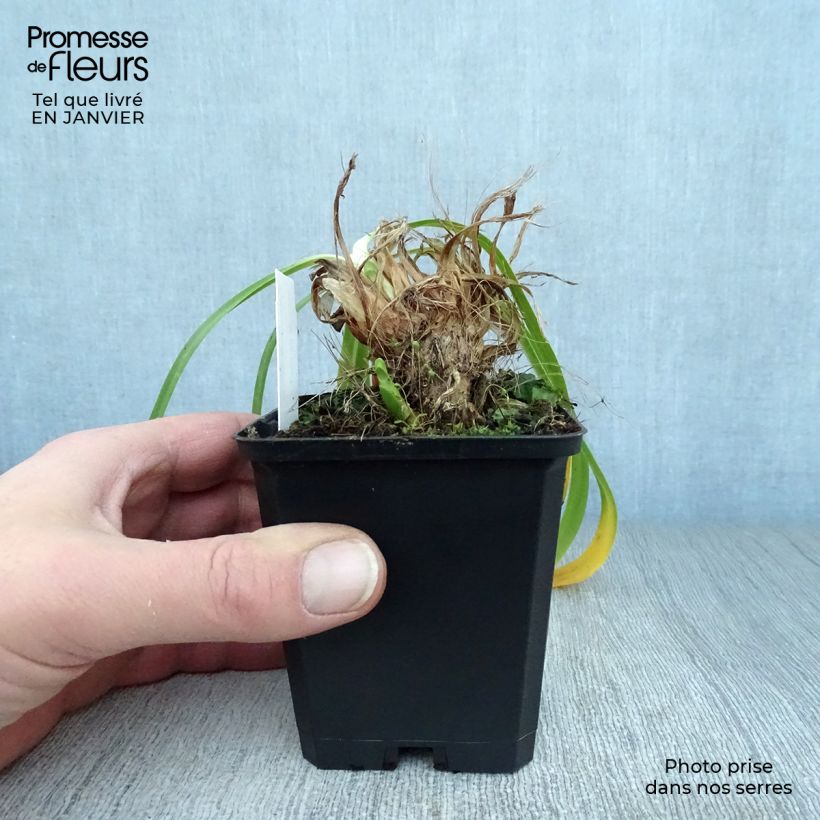 Example of Agapanthe Donau Kweekpotje van 8/9 cm as you get in hiver