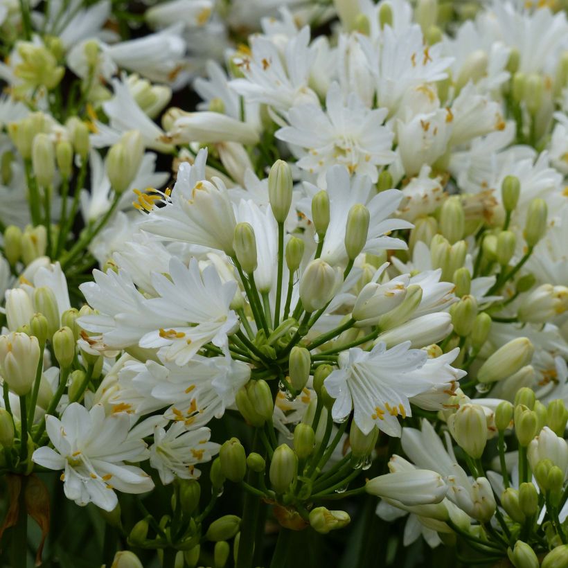 Agapanthus Double Diamond - Afrikaanse lelie (Flowering)