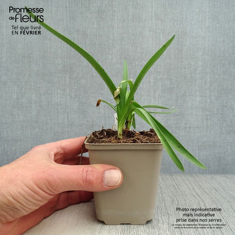 Example of Agapanthe Double Diamond Kweekpotje van 8/9 cm as you get in hiver