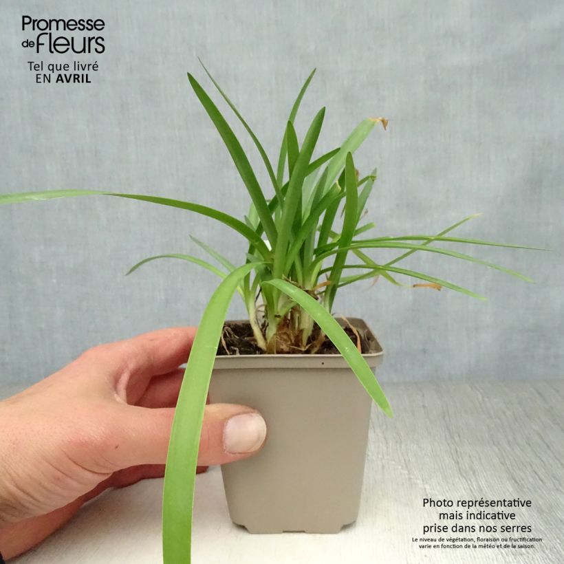 Exemplaar van Agapanthus Double Diamond - Afrikaanse lelie Kweekpotje van 8/9 cm zoals geleverd in de lente