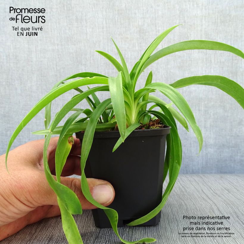 Exemplaar van Agapanthus Enigma - Afrikaanse lelie Kweekpotje van 8/9 cm zoals geleverd in de zomer