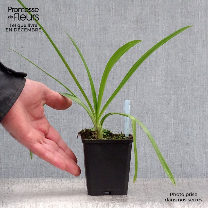 Example of Agapanthe Enigma Kweekpotje van 8/9 cm as you get in hiver