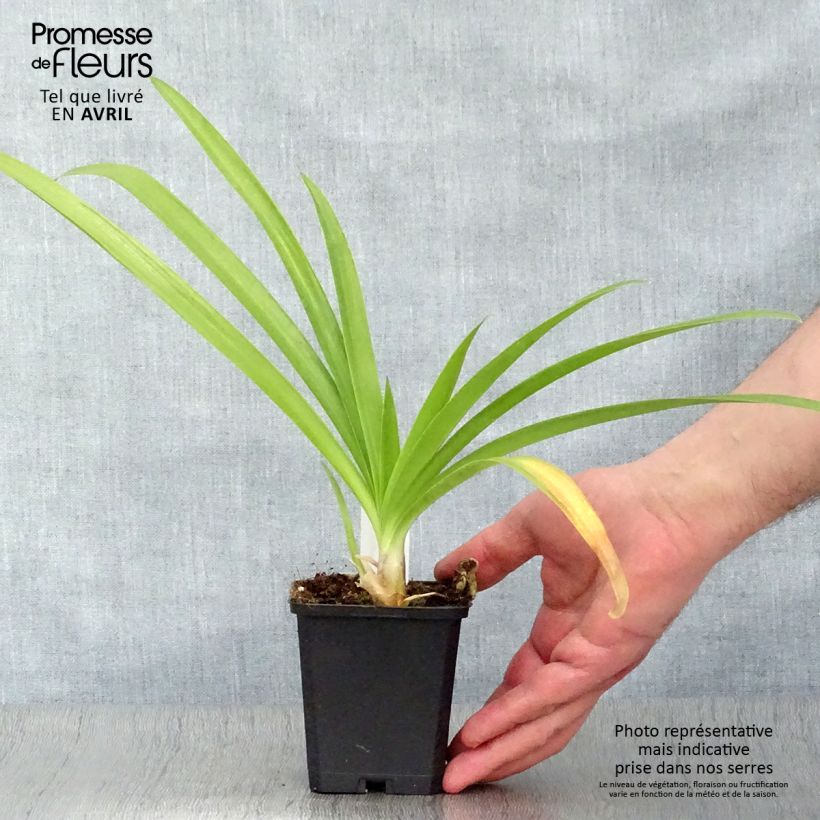 Exemplaar van Agapanthus Enigma - Afrikaanse lelie Kweekpotje van 8/9 cm zoals geleverd in de lente