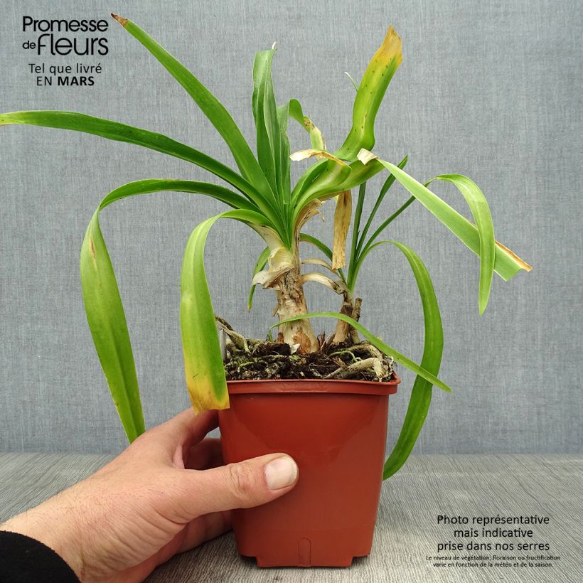 Exemplaar van Agapanthus Enigma - Afrikaanse lelie Pot van 1 l/1,5 l zoals geleverd in de lente