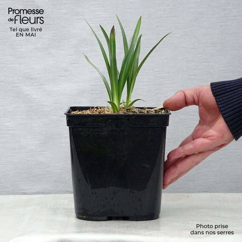 Exemplaar van Agapanthus Flower of Love - Afrikaanse lelie Pot van 3 l/4 l zoals geleverd in de lente