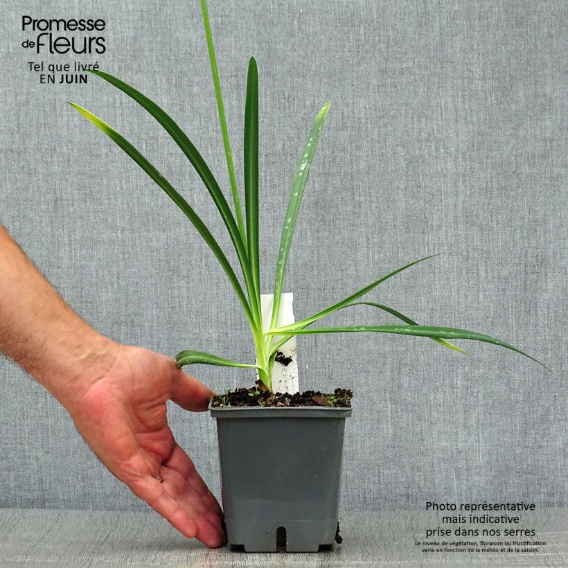 Exemplaar van Agapanthus Flower of Love - Afrikaanse lelie Pot van 1 l/1,5 l zoals geleverd in de zomer