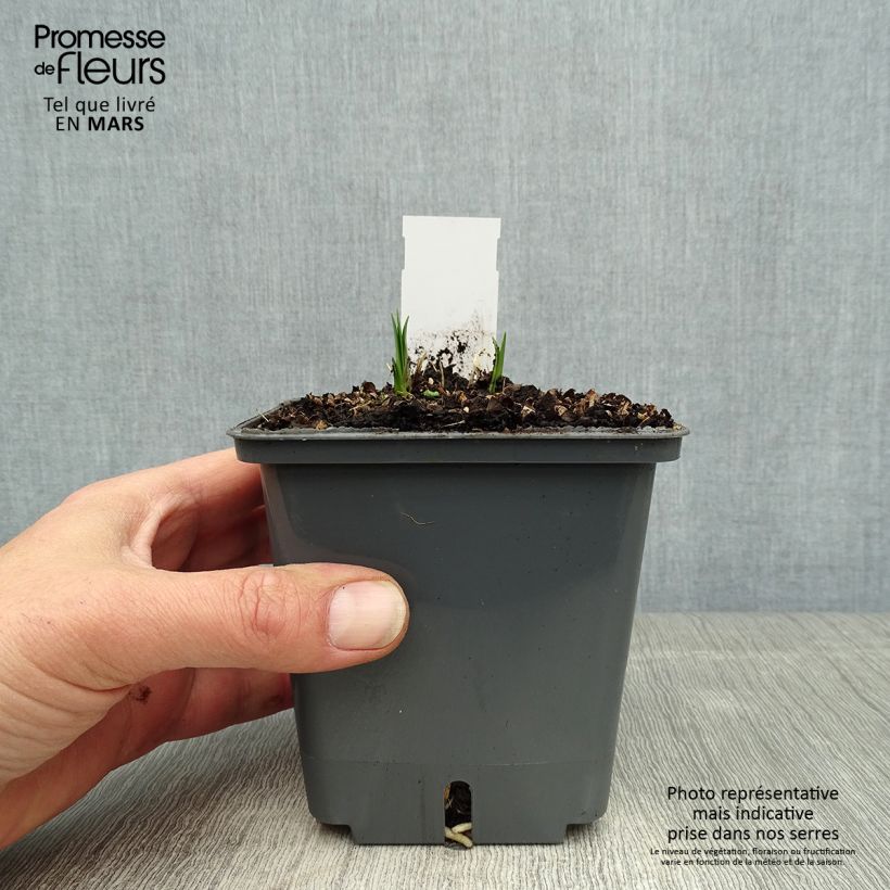 Exemplaar van Agapanthus Flower of Love - Afrikaanse lelie Pot van 1 l/1,5 l zoals geleverd in de lente