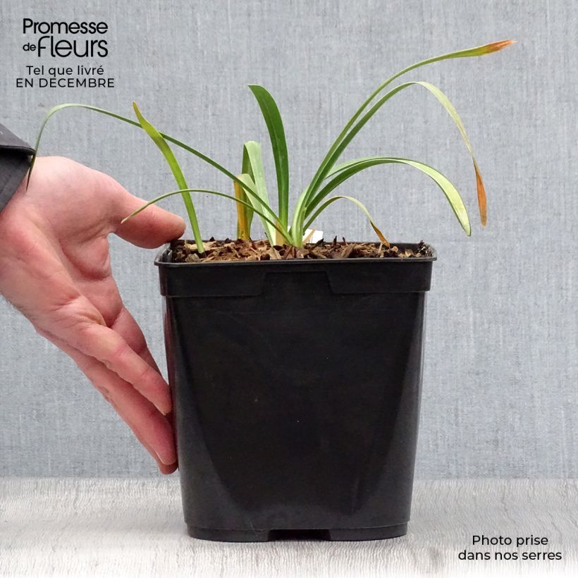 Example of Agapanthus Flower of Love - Afrikaanse lelie Pot van 3 l/4 l as you get in hiver