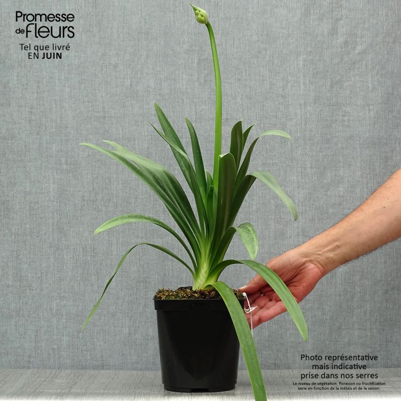 Exemplaar van Agapanthus Full Moon - Afrikaanse lelie Pot van 2 l/3 l zoals geleverd in de zomer