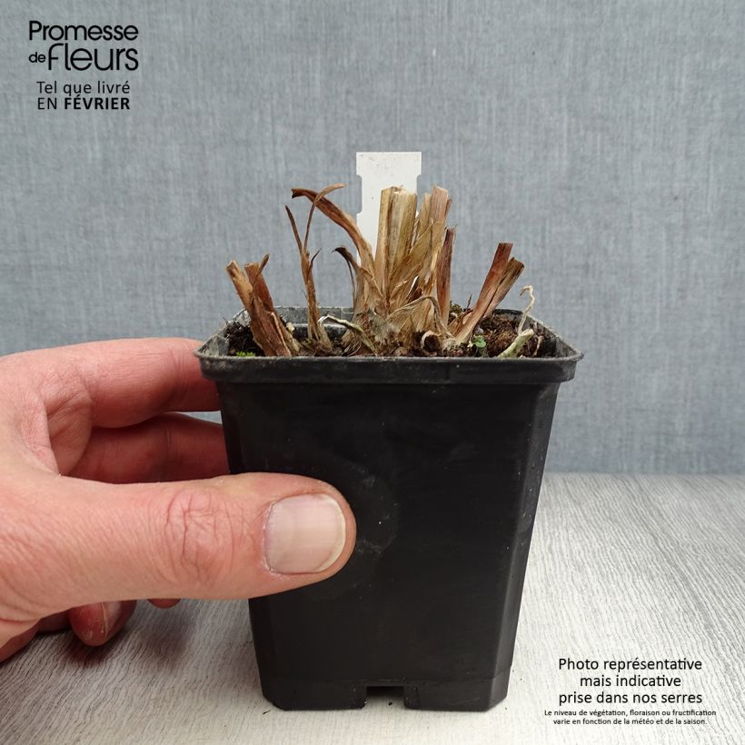 Example of Agapanthe Glacier Stream Kweekpotje van 8/9 cm as you get in hiver