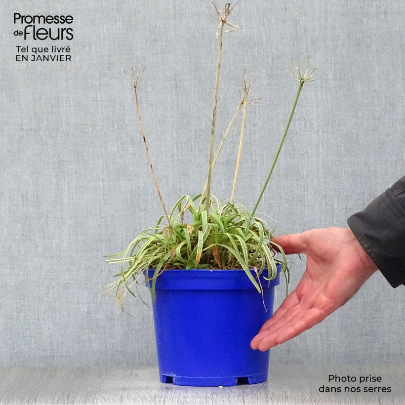 Example of Agapanthe Golden Drop Pot van 2 l/3 l as you get in hiver