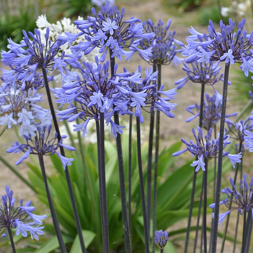 Agapanthus Graphite Blue - Afrikaanse lelie (Plant habit)