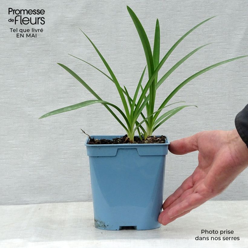 Exemplaar van Agapanthus Graphite Blue - Afrikaanse lelie Pot van 2 l/3 l zoals geleverd in de lente
