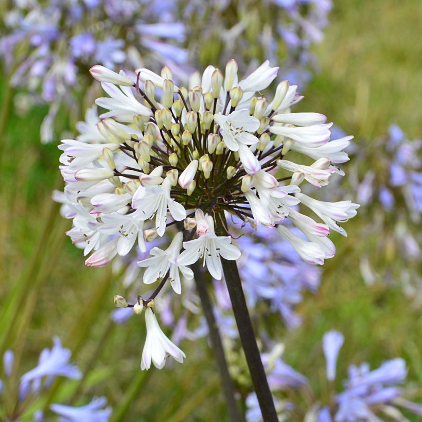 Agapanthus Graphite White - Afrikaanse lelie (Flowering)