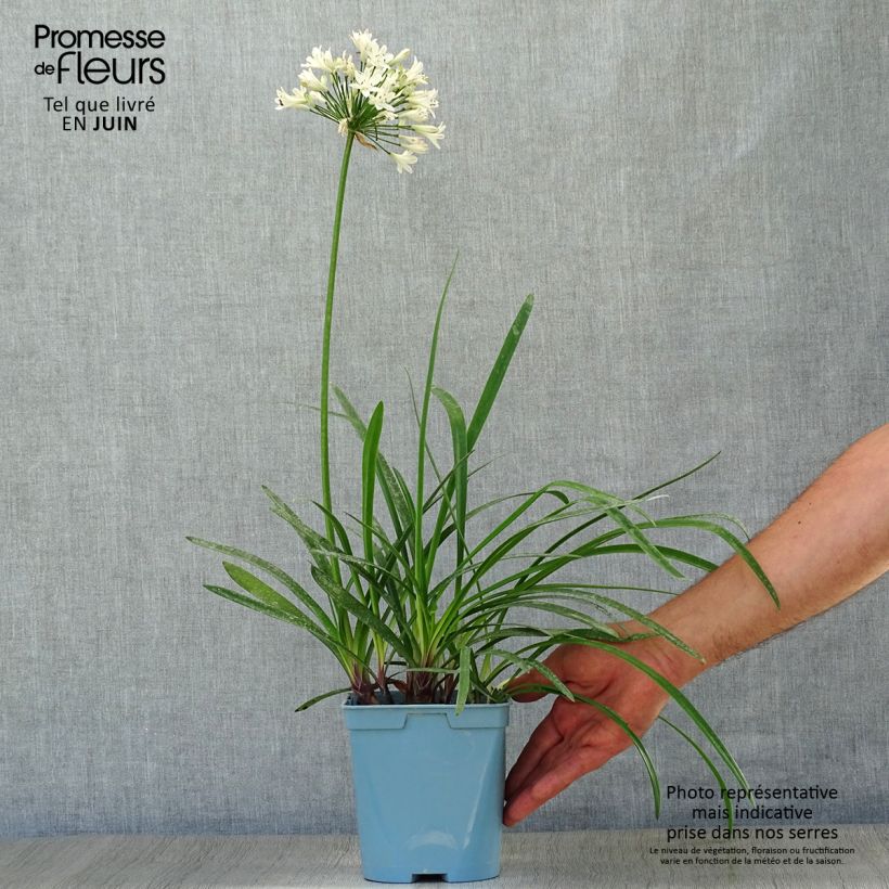 Exemplaar van Agapanthus Graphite White - Afrikaanse lelie Pot van 2 l/3 l zoals geleverd in de zomer