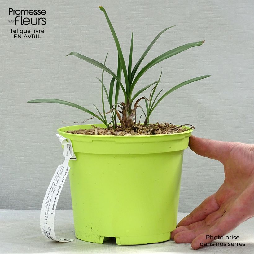 Exemplaar van Agapanthus Graphite White - Afrikaanse lelie Pot van 2 l/3 l zoals geleverd in de lente