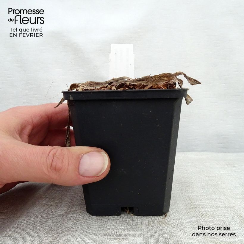 Example of Agapanthe Headbourne Blue Kweekpotje van 8/9 cm as you get in hiver