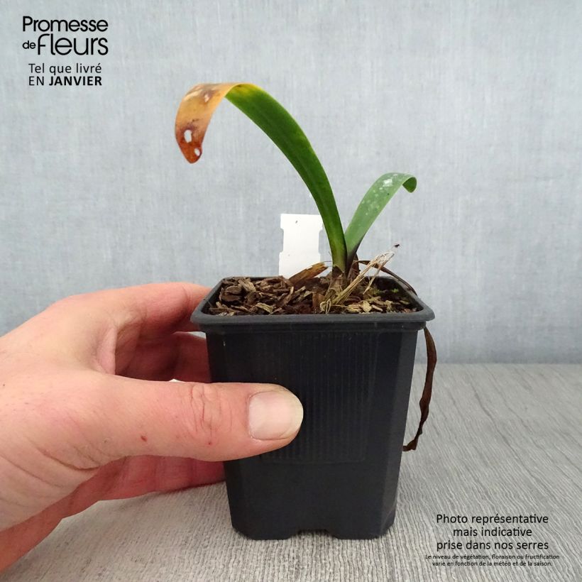 Example of Agapanthe Intermedius Kweekpotje van 8/9 cm as you get in hiver