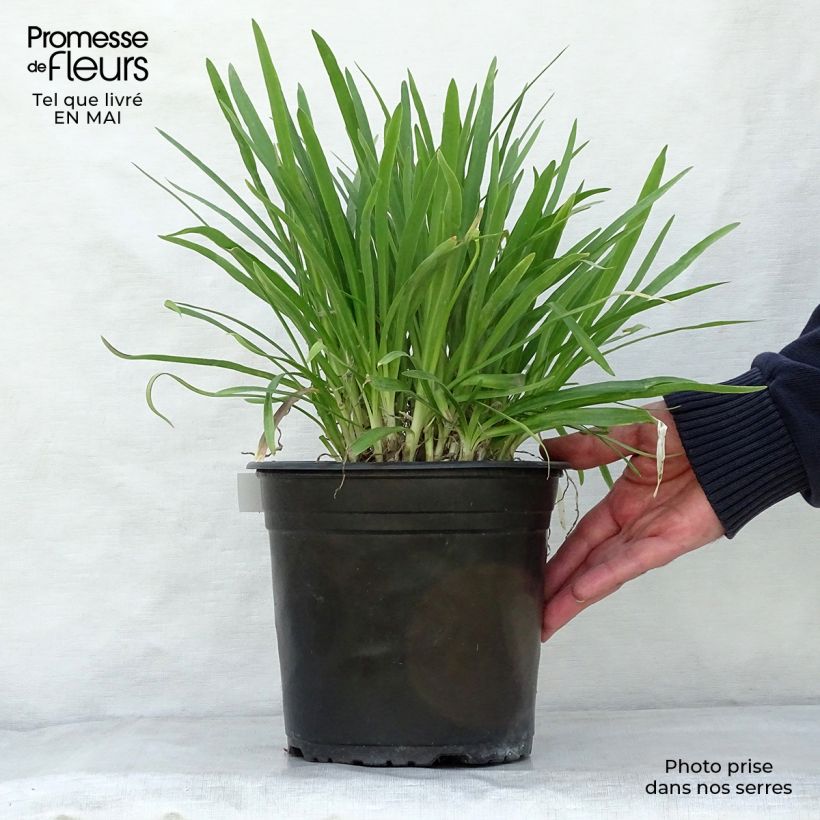 Exemplaar van Agapanthus Lapis Lazuli - Afrikaanse lelie Pot van 2 l/3 l zoals geleverd in de lente