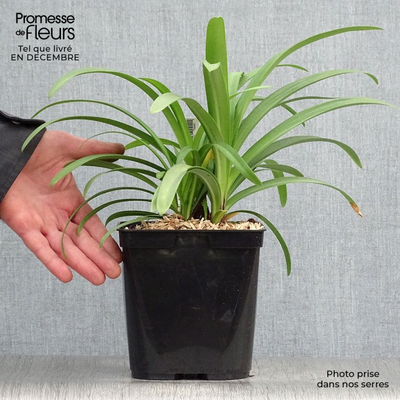 Example of Agapanthe Megan's Mauve Pot van 2 l/3 l as you get in hiver