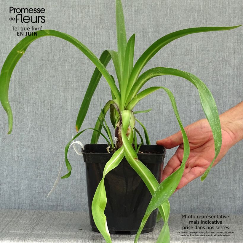 Exemplaar van Agapanthus Megan's Mauve - Afrikaanse lelie Pot van 2 l/3 l zoals geleverd in de zomer