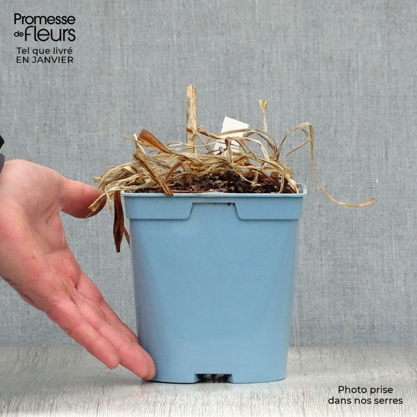 Example of Agapanthe Navy Blue (syn. Midnight Star) Pot van 2 l/3 l as you get in hiver