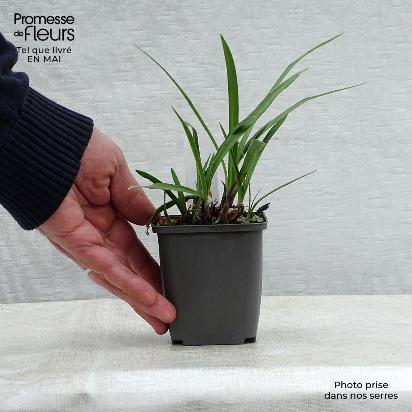 Exemplaar van Agapanthus Navy Blue - Afrikaanse lelie Kweekpotje van 8/9 cm zoals geleverd in de lente